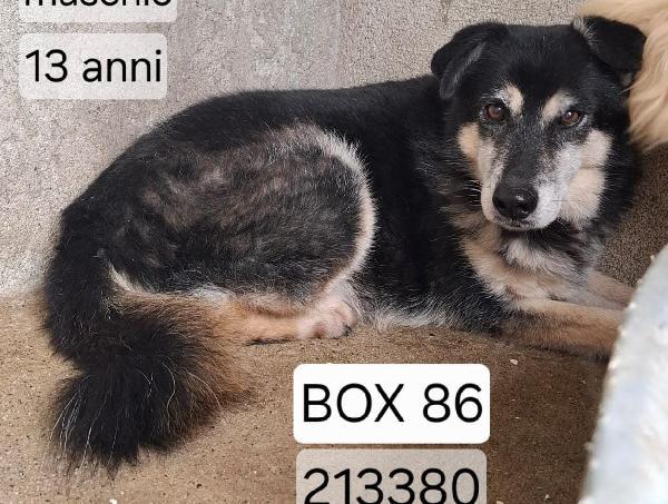 RIO 13 ANNI taglia media Foto 5